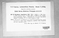 Umbilicaria hyperborea image